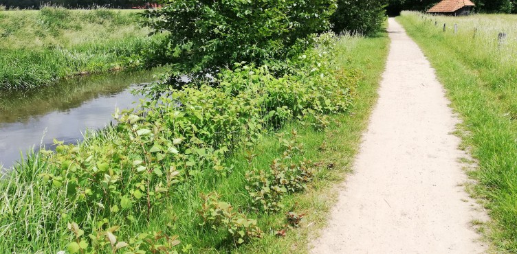 Estimated Contaminated Area With Japanese Knotweed In The Netherlands