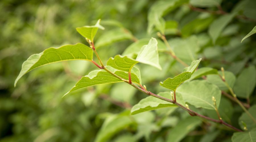 Japanse duizendknoop